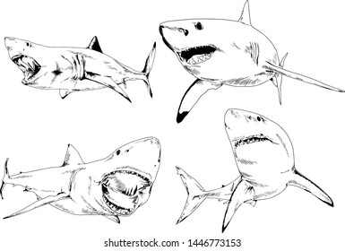 great white shark drawn in ink freehand sketch logo	