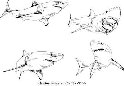 great white shark drawn in ink freehand sketch logo	