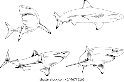 great white shark drawn in ink freehand sketch logo	