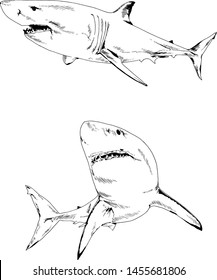 great white shark drawn in ink freehand sketch logo	