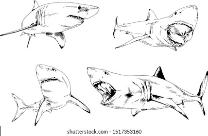 great white shark drawn in ink freehand sketch logo	