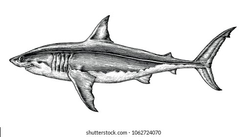 Great white shark hand drawing vintage engraving illustration