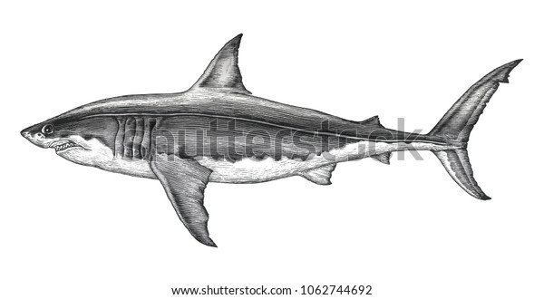 Grand Requin Blanc Illustration De Gravure Image Vectorielle De Stock Libre De Droits