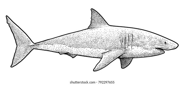 Great white shark illustration, drawing, engraving, ink, line art, 
vector