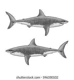 9,872 Vintage shark Images, Stock Photos & Vectors | Shutterstock