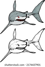 Great white shark, isolated against white. Hand drawn vector illustration.