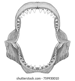 Great White Shark Jaws