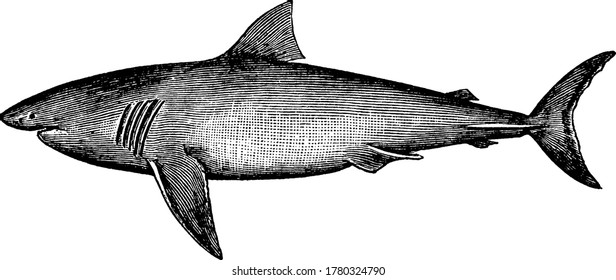 The Great White Shark, a large shark in the Lamnidae family of mackerel and white sharks, vintage line drawing or engraving illustration.