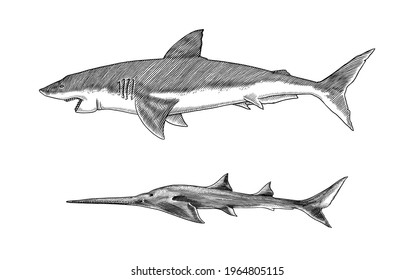 Great white shark or mackerel shark and Sixgill sawshark. Marine predatory animal. Sea life. Hand drawn vintage engraved sketch. Vector illustration for web, logo or t-shirt.