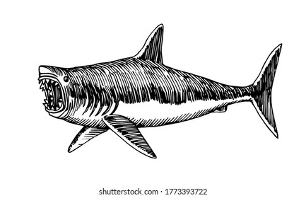 great white shark with open jaws, dangerous sea predator, prehistoric fish megalodon, vector illustration with black ink lines isolated on a white background in a hand drawn style