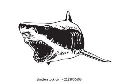 Great white shark with open mouth on white,vector megalodon element, underwater habitant