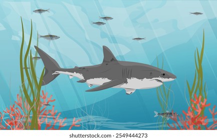 Great white shark and schools of fish swim past seaweed and corals. Realistic vector landscape