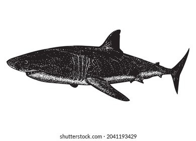 Great white shark vector drawing illustration. vector isolated element on the white background