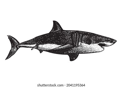Great white shark vector drawing illustration. vector isolated element on the white background