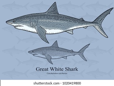 Great White Shark. Vector illustration with refined details and optimized stroke that allows the image to be used in small sizes (in packaging design, decoration, educational graphics, etc.)