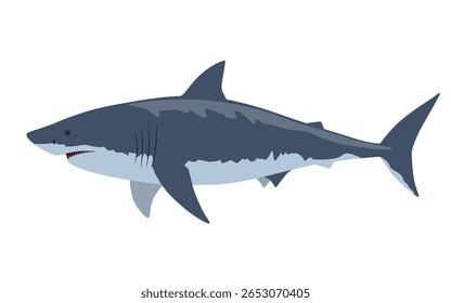 Great white shark vector illustration