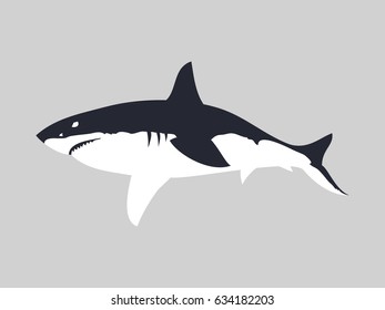 Great white shark vector illustration