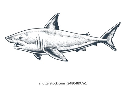 Great White Shark Vector Isolated