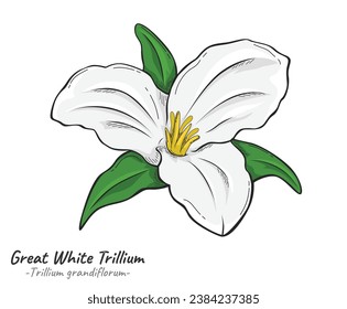 Great White Trillium Trillium grandiflorum illustration. Flower isolated. Flower illustration collection