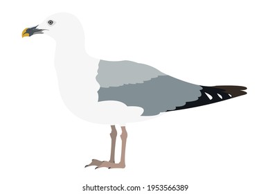 great white-headed sea gull. vector illustration