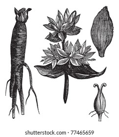 Great Yellow Gentian or Gentiana lutea or Yellow Gentian or Bitter Root or Bitterwort or Centiyane or Genciana, vintage engraving. Isolated on a white background. Trousset Encyclopedia.