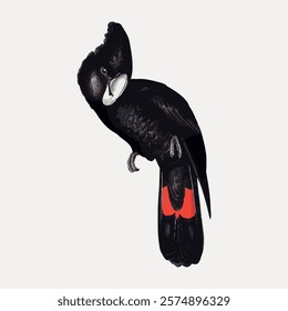 Great-billed black cockatoo, vintage bird illustration isolated on white, vector. Vintage bird illustration, hand drawn bird vector, isolated on white background.