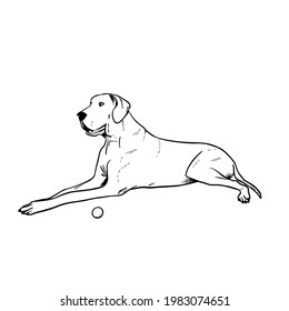 Great-Dane vector hand drawing illustration in black color isolated on white background