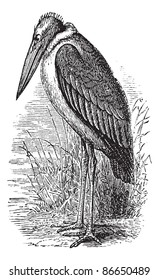 Greater Adjutant or Leptoptilos dubius or Leptoptilus argala or Ardea dubia or Leptoptilus giganteus or Argala migratori, vintage engraving. Trousset encyclopedia (1886 - 1891).