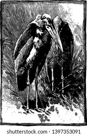 Greater Adjutant Stork most endangered of the stork speciesvintage line drawing or engraving illustration.