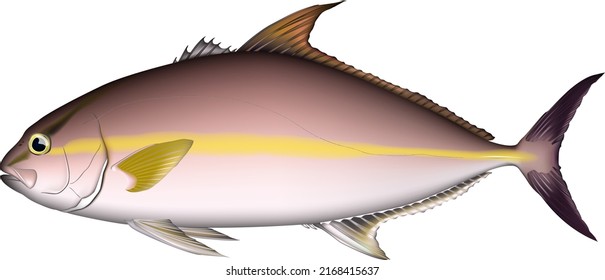 'Greater amberjack' fish illustration. Vector EPS format.