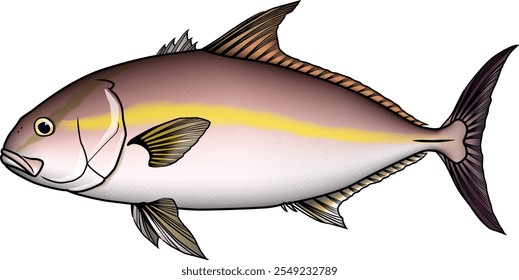 'Greater Amberjack'  fish illustration. vector EPS format.