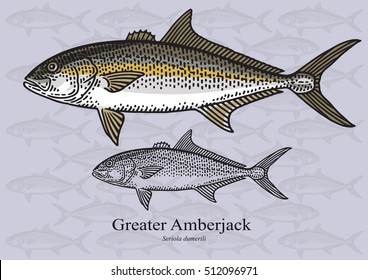 Greater Amberjack. Vector illustration with refined details and optimized stroke that allows the image to be used in small sizes (in packaging design, decoration, educational graphics, etc.)