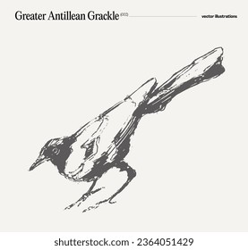 Grosser Antillean-Grackle, Rabe, Krähe, realistische handgezeichnete Vektorgrafik, Skizze