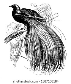 Greater Bird of Paradise was once called as the Emerald Bird of Paradise, vintage line drawing or engraving illustration.