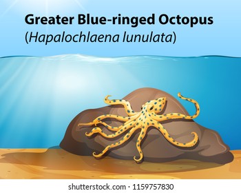 Greater blue ringed octopus illustration