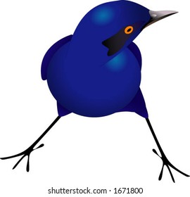 Greater Blue-eared Starling
