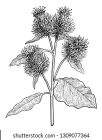 Greater burdock illustration, drawing, engraving, ink, line art, vector