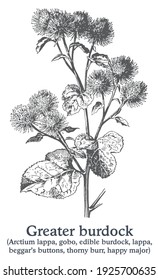 Greater burdock. Vector hand drawn plant. Vintage medicinal plant sketch.