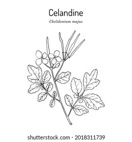 Greater Celandine (Chelidonium majus), medicinal plant. Hand drawn botanical vector illustration