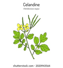 Greater Celandine (Chelidonium majus), medicinal plant. Hand drawn botanical vector illustration