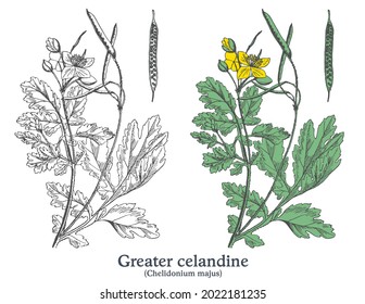 Greater celandine. Colorful vector hand drawn plant. Vintage medicinal sketch