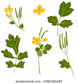 greater celandine, field flower, vector drawing wild plants at white background,Chelidonium majus ,floral element, hand drawn botanical illustration