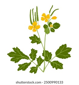 greater celandine, field flower, vector drawing wild plants at white background,Chelidonium majus ,floral element, hand drawn botanical illustration