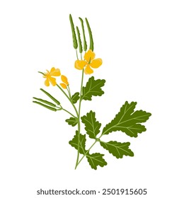 greater celandine, field flower, vector drawing wild plants at white background,Chelidonium majus ,floral element, hand drawn botanical illustration