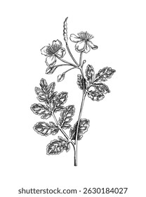 Greater celandine sketch. Poisonous plant hand-drawn vector illustration. Medicinal herb drawing. NOT AI generated