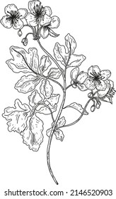 Greater celandine vector illustration on white background. Botanical illustration.