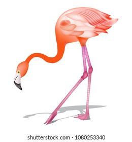 Greater Flamingo on a white background 