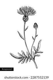 Greater knapweed vector illustration. Hand drawn summer flower sketch. Wildflower drawing isolated on white background. Meadows or woodlands flowering plant. Floral design element 