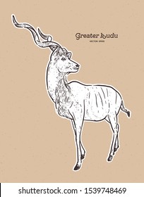 greater kudu antelope, hand drawn vector illustration.