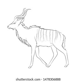Greater kudu. Line drawing. Vector illustration.